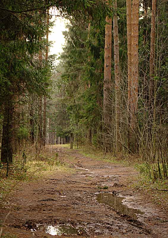 photo "***" tags: landscape, nature, forest