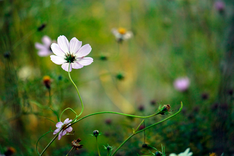 photo "***" tags: nature, flowers