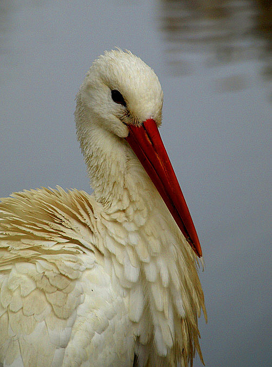 photo "Stork" tags: nature, wild animals