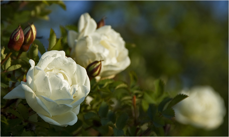 photo "***" tags: nature, flowers