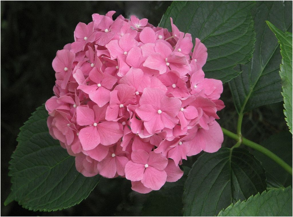 photo "Pink Hydrangea" tags: nature, flowers