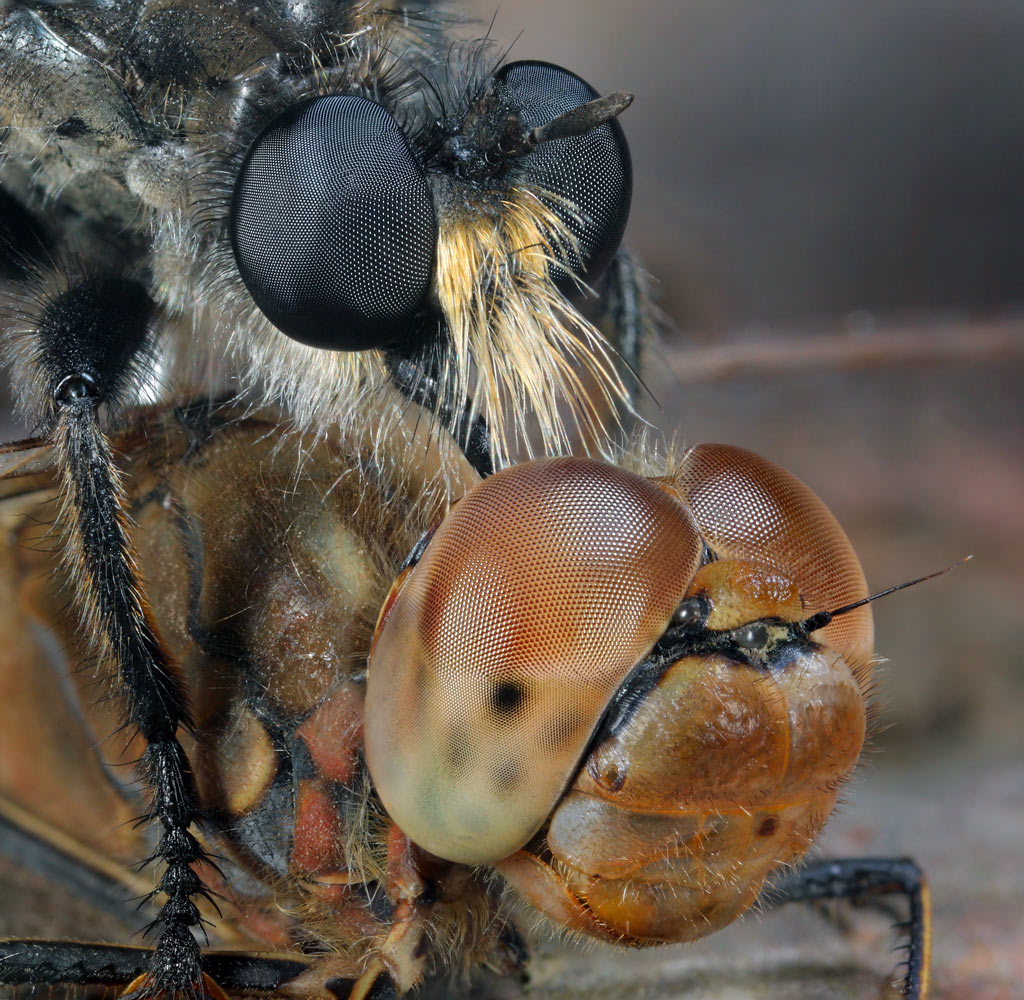 фото "Охотник и жертва" метки: макро и крупный план, природа, насекомое