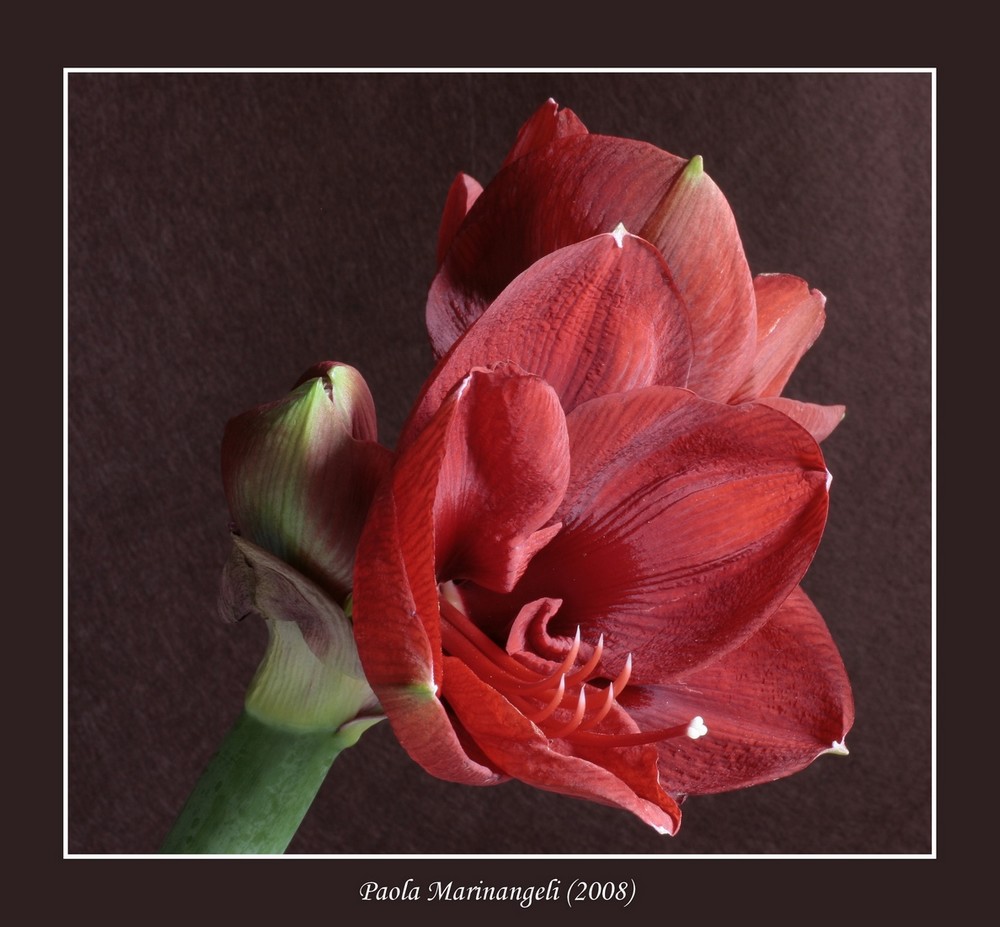 photo "Red Amaryllis" tags: nature, flowers