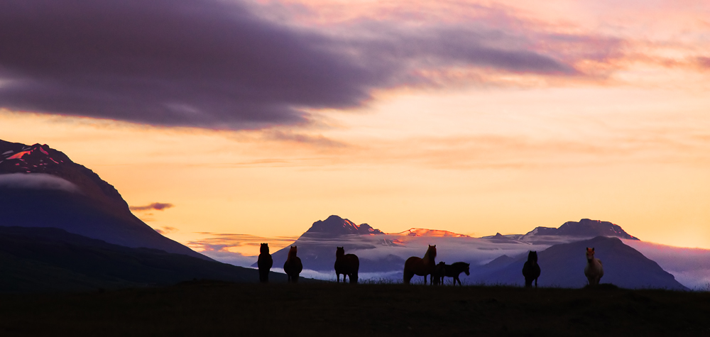 фото "Icelandhorses in sunseth" метки: природа, пейзаж, домашние животные, закат