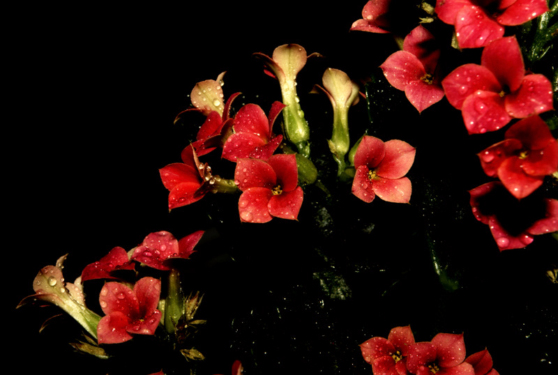 photo "***" tags: nature, misc., flowers
