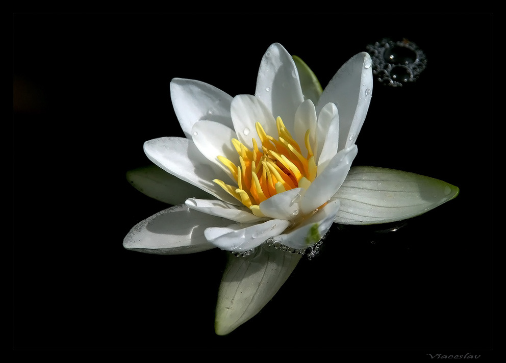 photo "*" tags: macro and close-up, nature, flowers