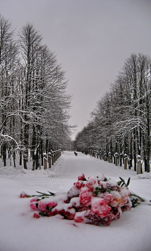 фото "Красная Талка, или Зима в городе невест" метки: город, природа, цветы