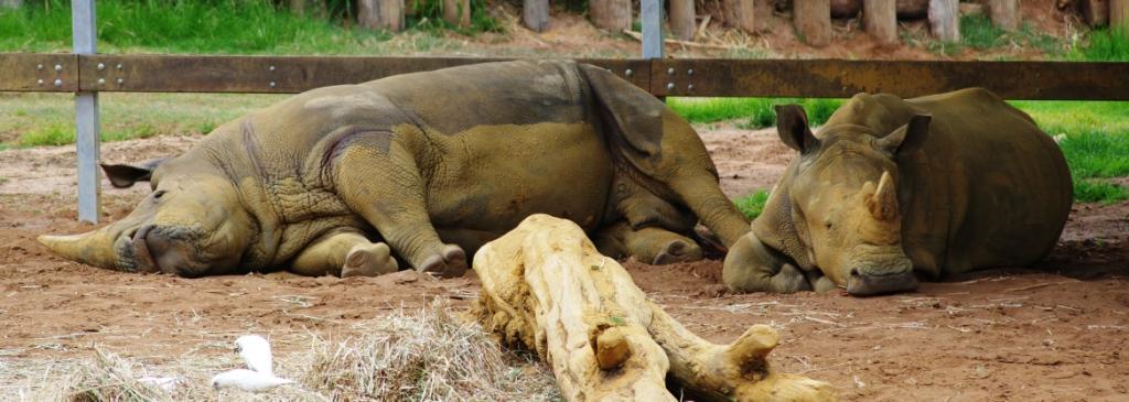 photo "Rhinos relaxin'" tags: nature, wild animals