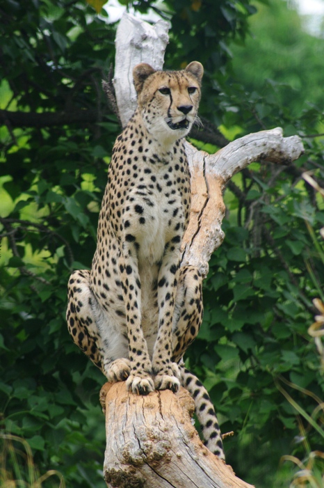 photo "Watching out" tags: nature, wild animals