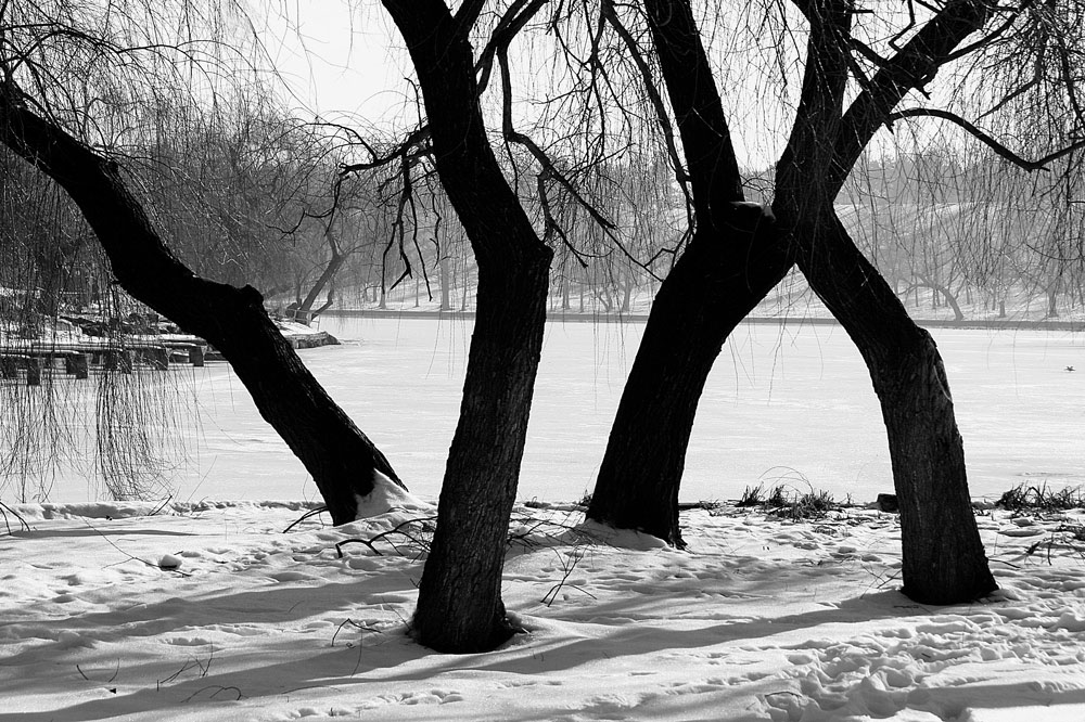 photo "The dance of trees" tags: landscape, black&white, lake, park, snow, trees, winter
