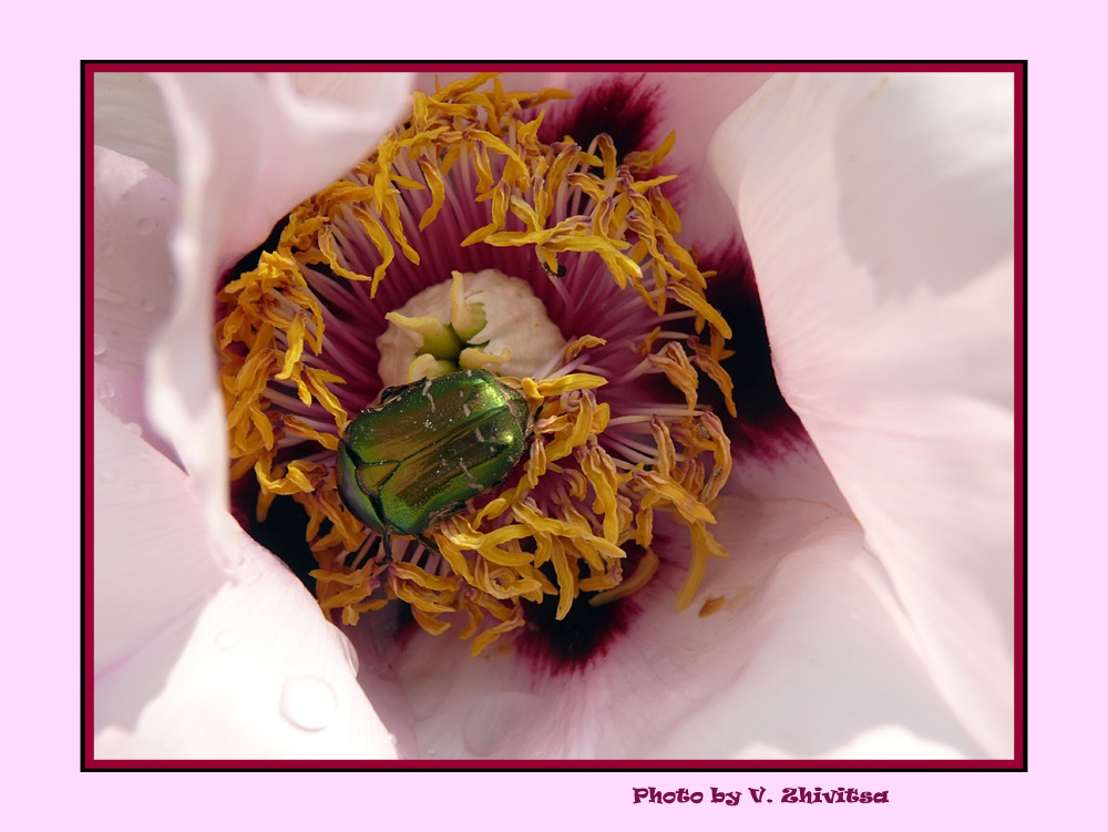 фото "Воспоминание весны 2" метки: макро и крупный план, природа, насекомое