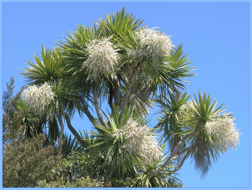 photo "NZ Cabbage Tree in Bloom." tags: landscape, nature, flowers, summer