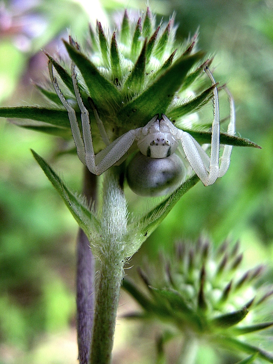 photo "Hiding monster" tags: nature, macro and close-up, insect