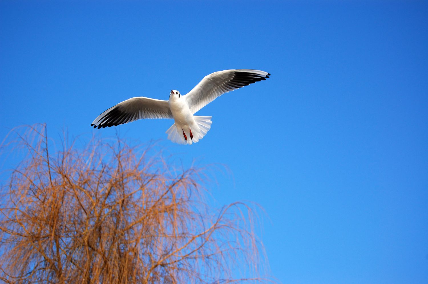 photo "***" tags: nature, wild animals