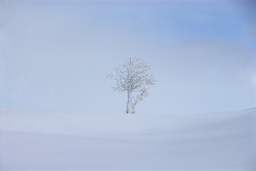photo "Winter tree" tags: landscape, mountains