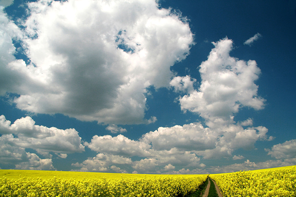 photo "In summer" tags: landscape, clouds, colza, sky, summer