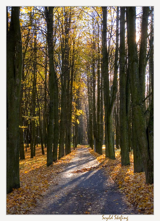 фото "Вспоминая осень" метки: пейзаж, лес, осень
