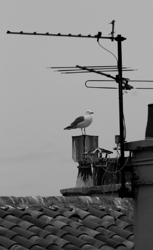 photo "the sentinel of the roof" tags: nature, wild animals