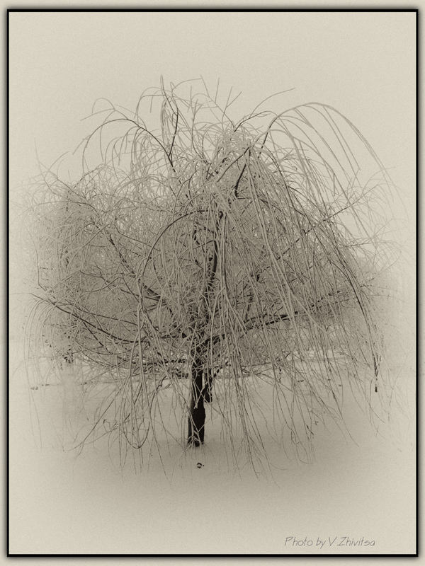 photo "***" tags: landscape, black&white, winter