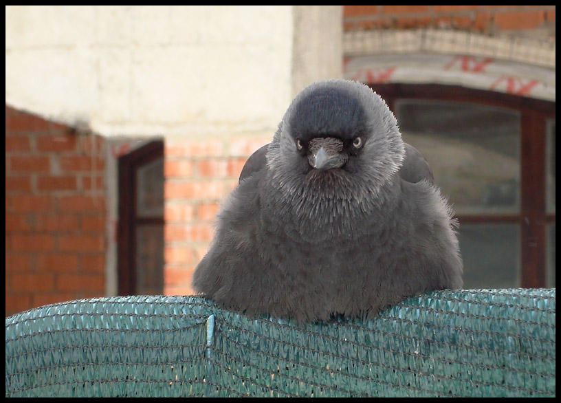 photo "What Do You Want From Me?" tags: nature, humor, wild animals