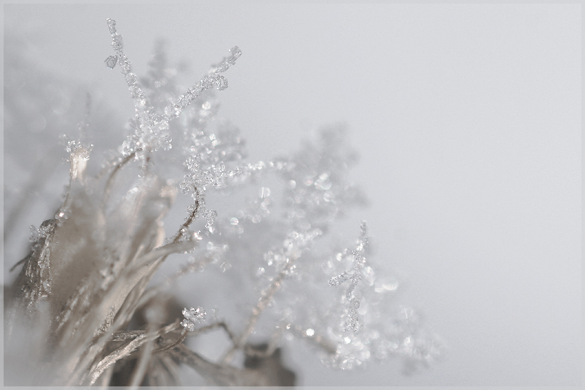 photo "Ice flowers" tags: macro and close-up, 