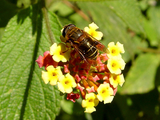 photo "Bee" tags: nature, macro and close-up, insect