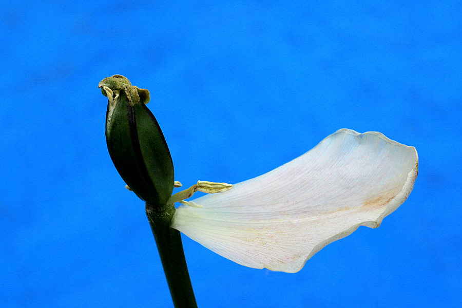 фото "Flower-bird" метки: природа, макро и крупный план, цветы