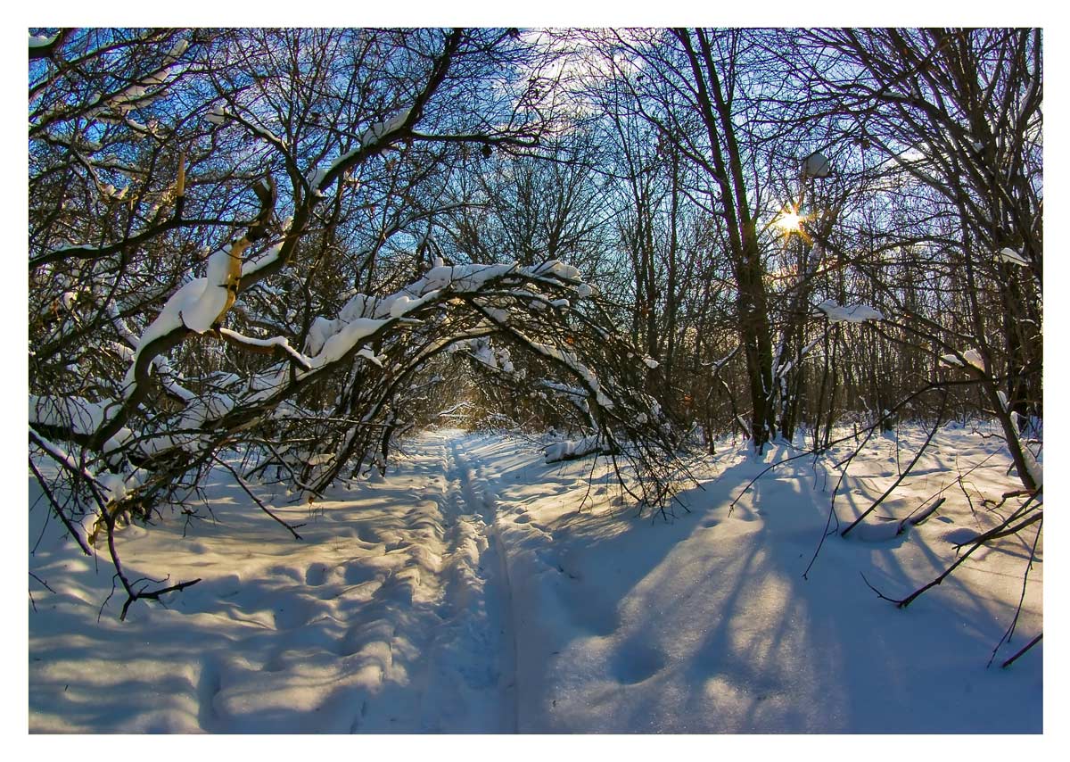фото "По лыжне" метки: пейзаж, зима