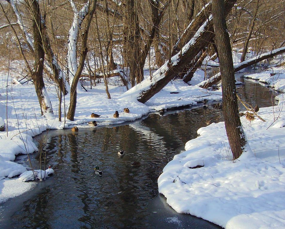 photo "February bathing" tags: landscape, winter