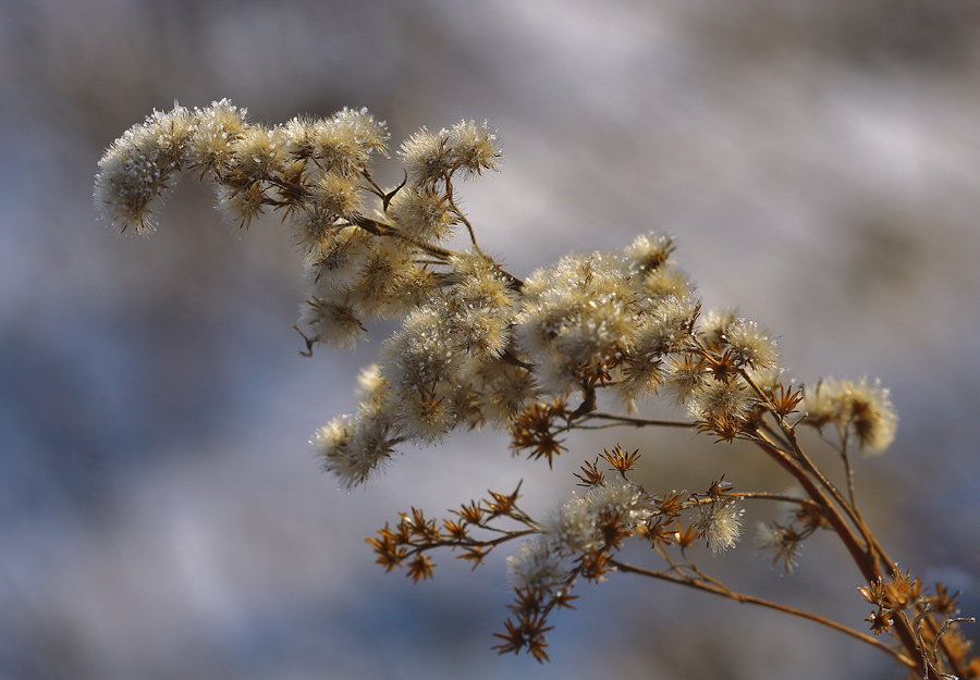 photo "***" tags: nature, flowers