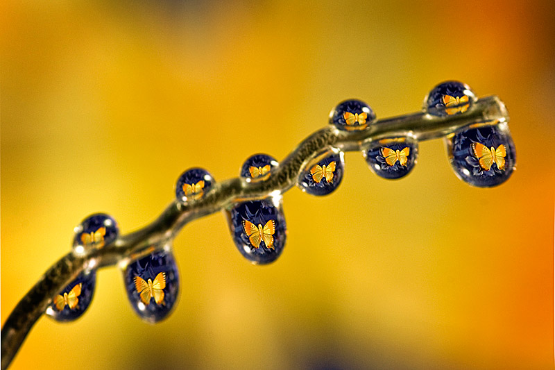 photo "Butterfly necklace" tags: macro and close-up, 