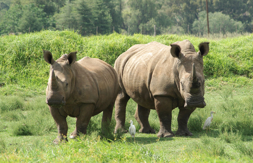 фото "Two Rhinos" метки: природа, дикие животные