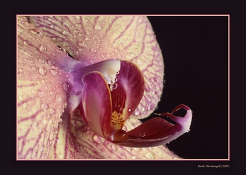 photo "Orchid close up" tags: nature, macro and close-up, flowers
