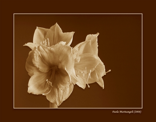 photo "Amaryllis in Sepia" tags: nature, still life, flowers