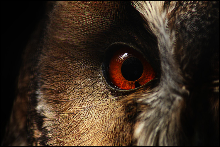 photo "Black tear of sadness" tags: nature, wild animals