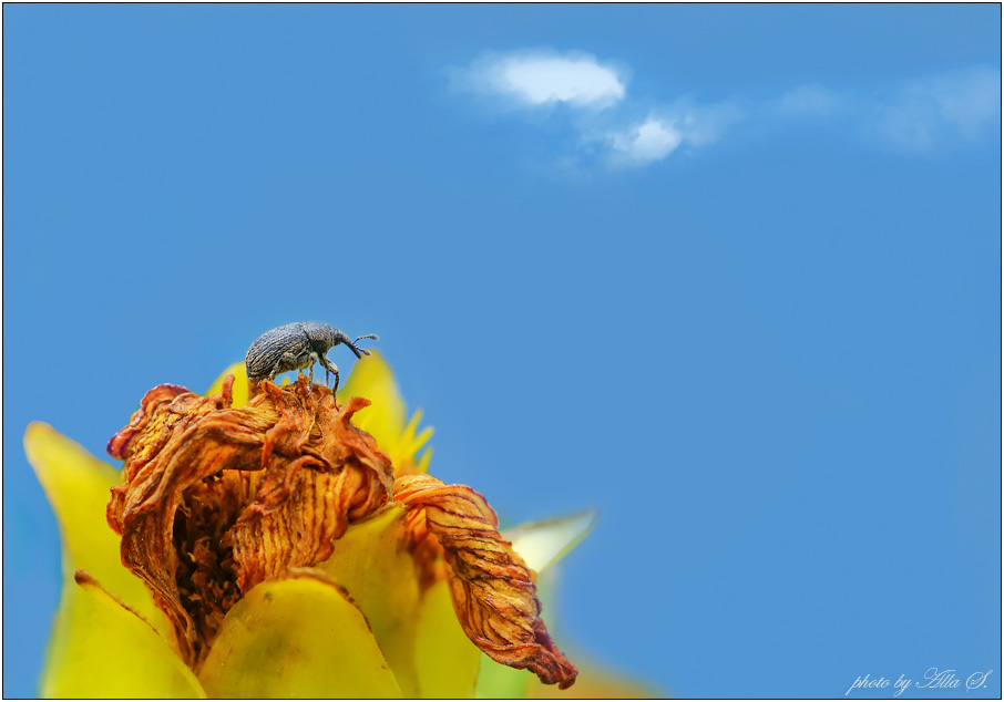 photo "***" tags: nature, insect