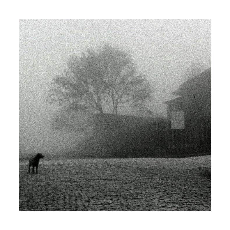 photo "Dog in the fog" tags: black&white, technics, 