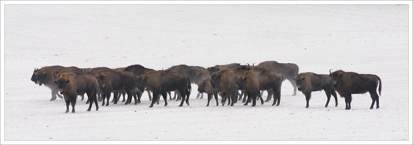 photo "***" tags: nature, wild animals