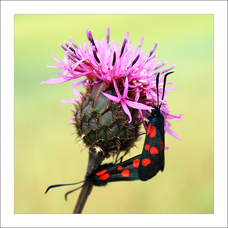 photo "***" tags: nature, macro and close-up, insect