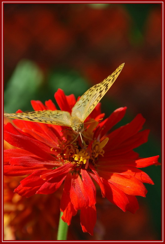 фото "Фас" метки: природа, насекомое, цветы