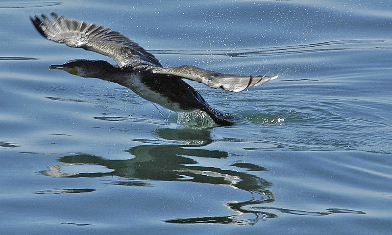 photo "TAKE OFF" tags: nature, landscape, water, wild animals