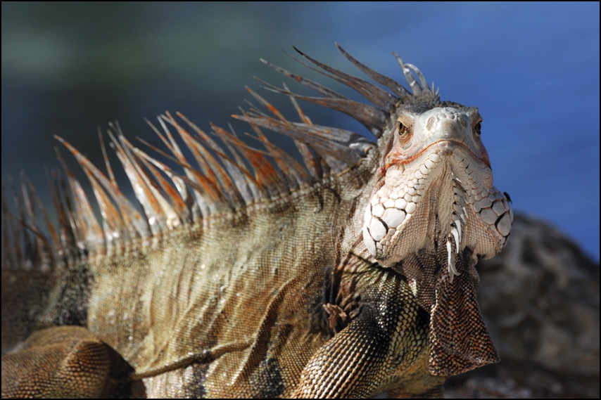 photo "What's up?" tags: nature, wild animals