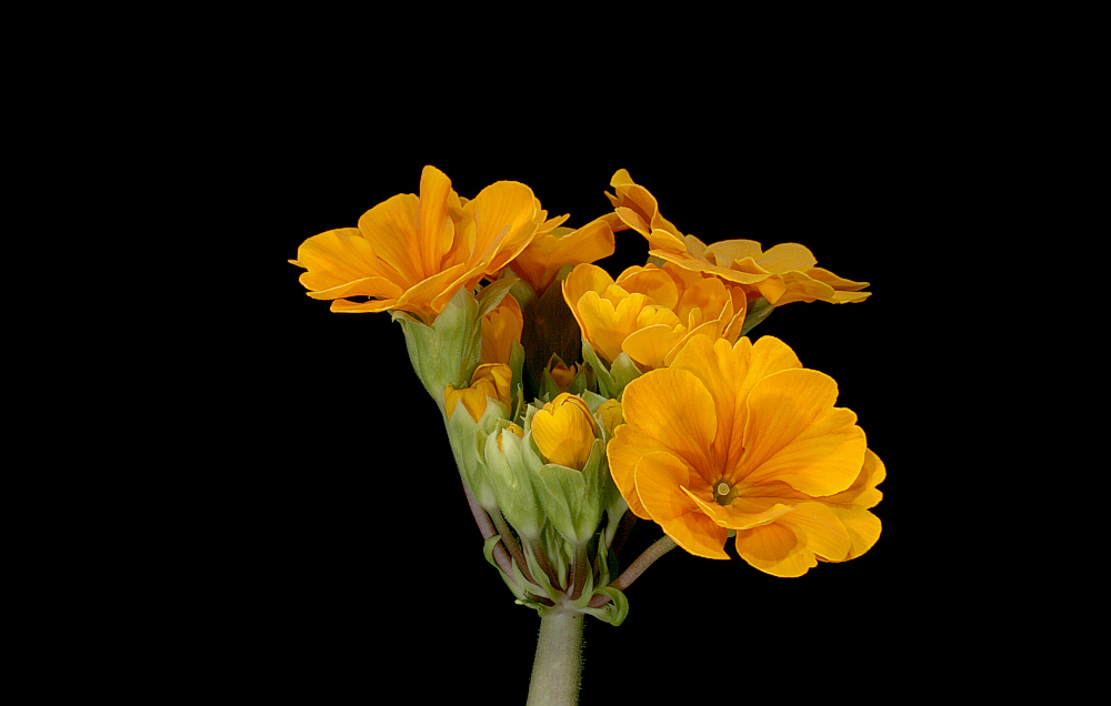 фото "Primula" метки: , 