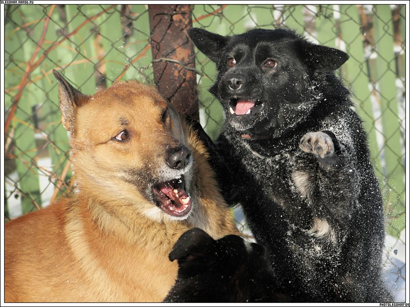 photo "DOgs frightened each Other" tags: nature, pets/farm animals
