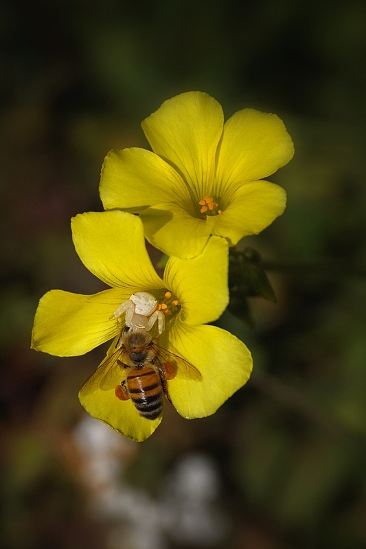 фото "Битва за цветок" метки: природа, насекомое, цветы