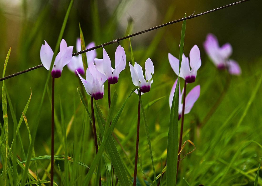 photo "***" tags: nature, flowers