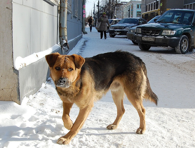 фото "Бездомный пес" метки: природа, домашние животные
