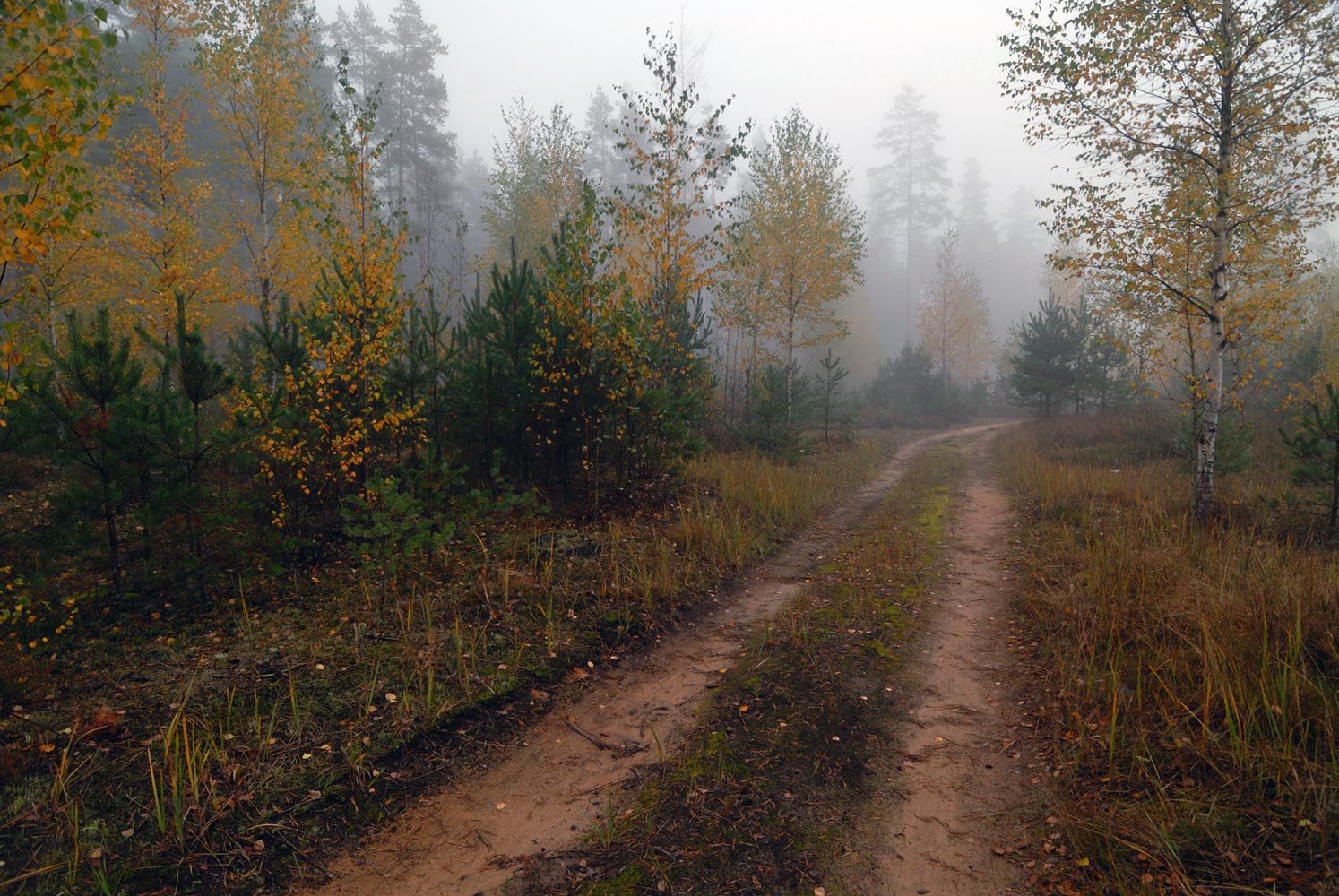 photo "." tags: landscape, autumn, forest