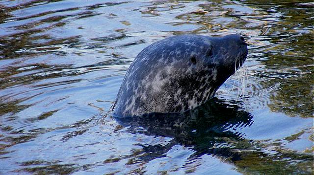 photo "Seal." tags: nature, wild animals