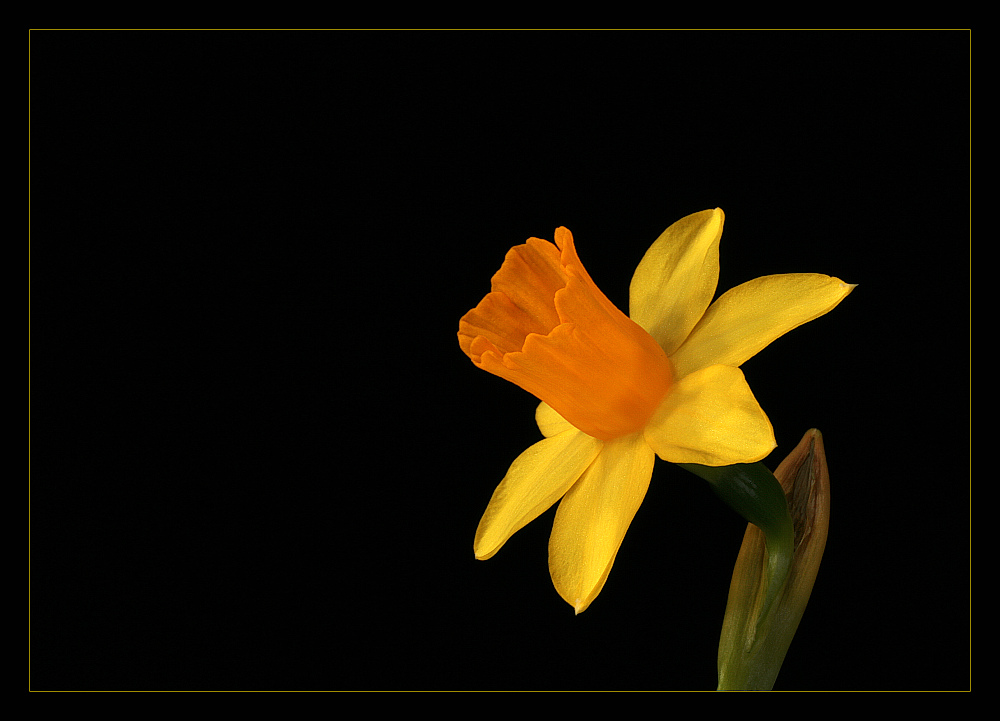 фото "..." метки: природа, цветы